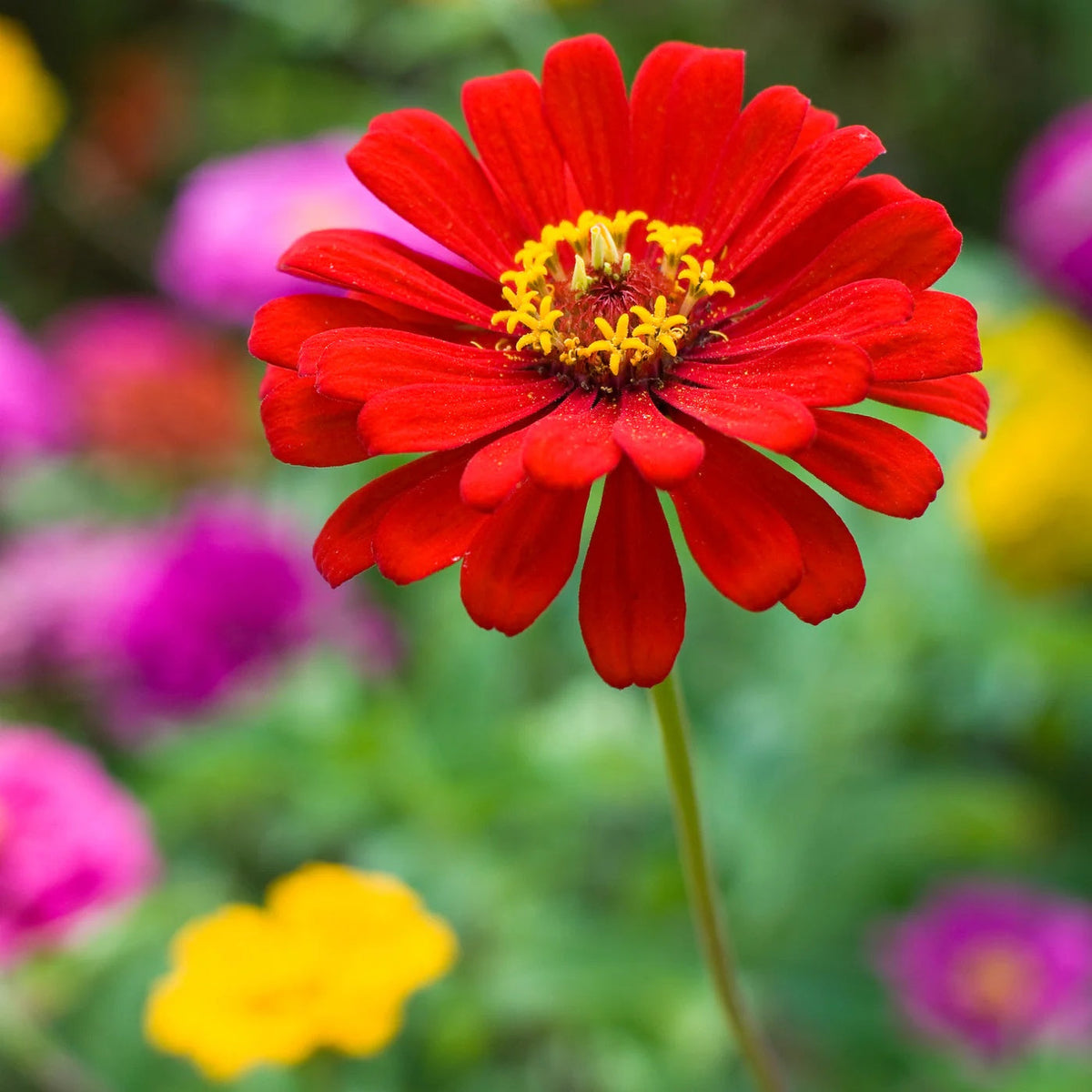 Bright Red Zinnia plant