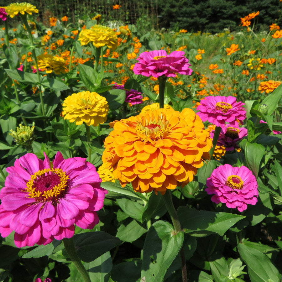California Giant Zinnia plant