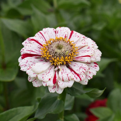 Peppermint Stick Zinnia plant