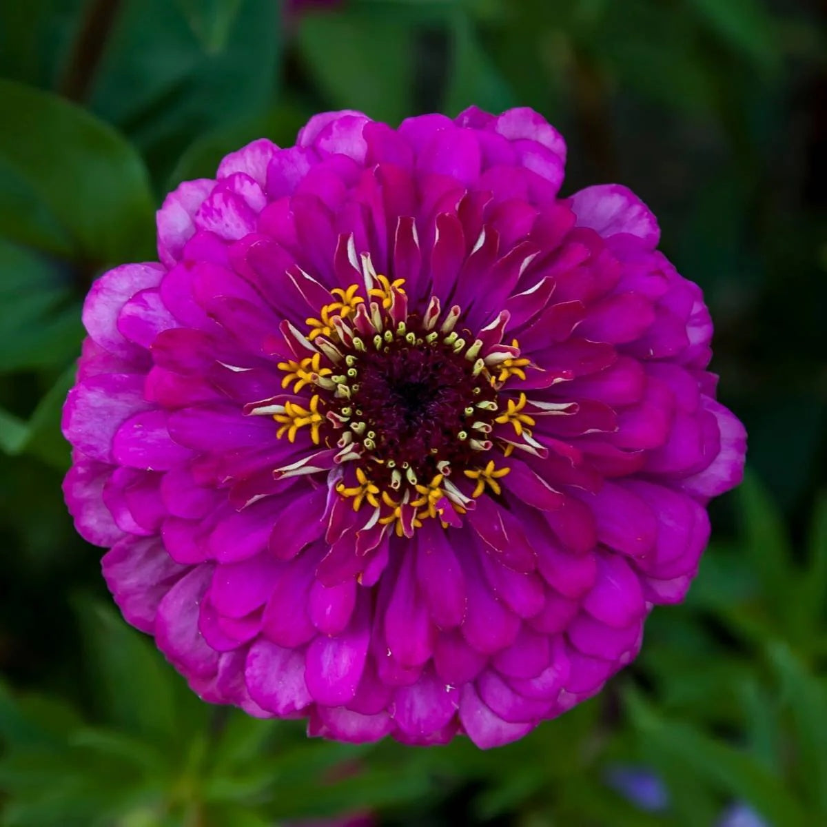 Purple Zinnia plant