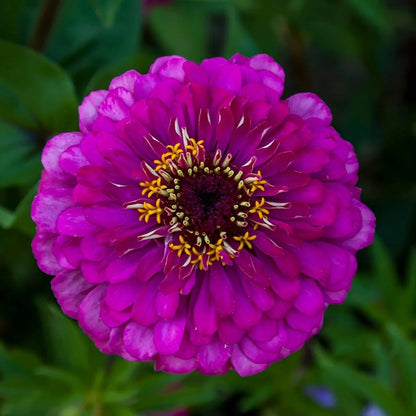 Purple Zinnia plant