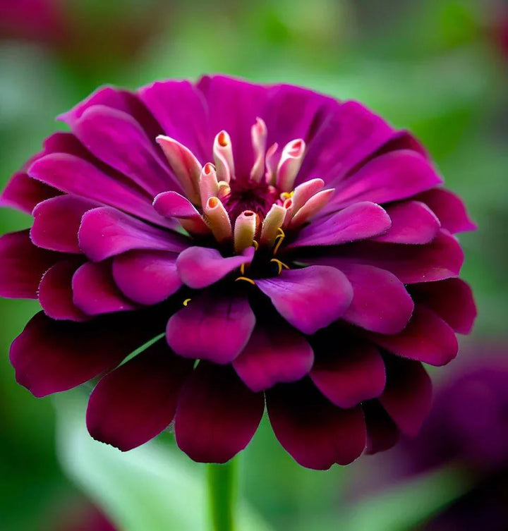 Violet Zinnia flower seeds