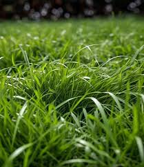 Zoysia grass seeds for planting and lush green lawn grass