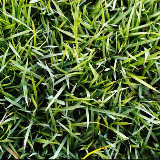Zoysia grass seeds for planting and lush green lawn grass