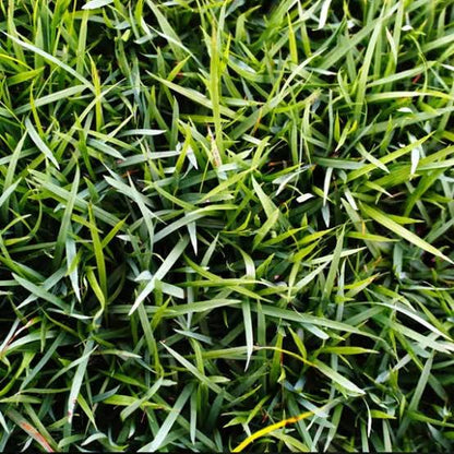 Zoysia grass seeds for planting and lush green lawn grass