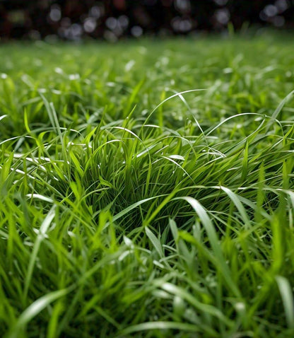 Zoysia grass seeds for planting and lush green lawn grass