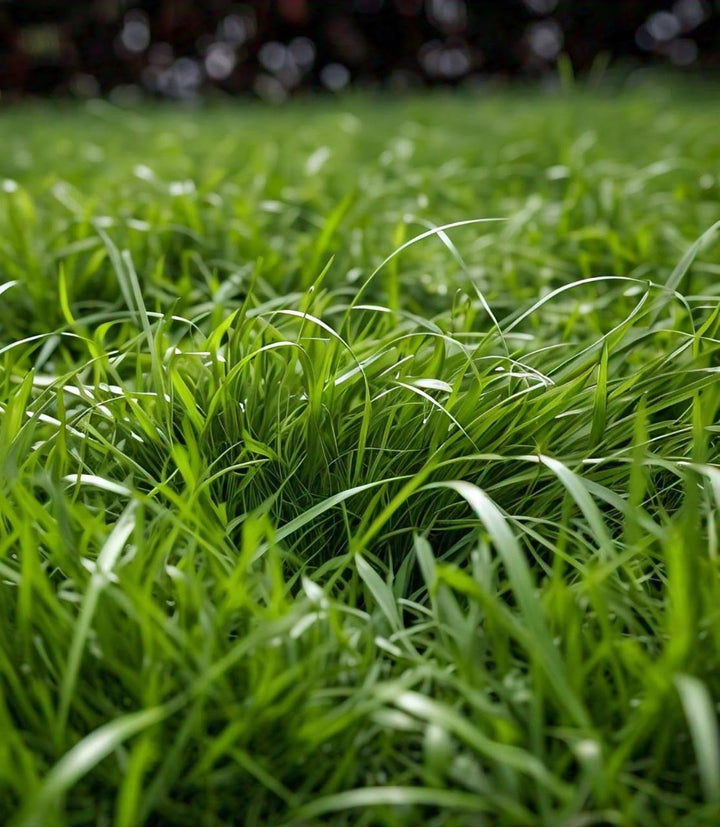 Zoysia grass seeds for planting and lush green lawn grass