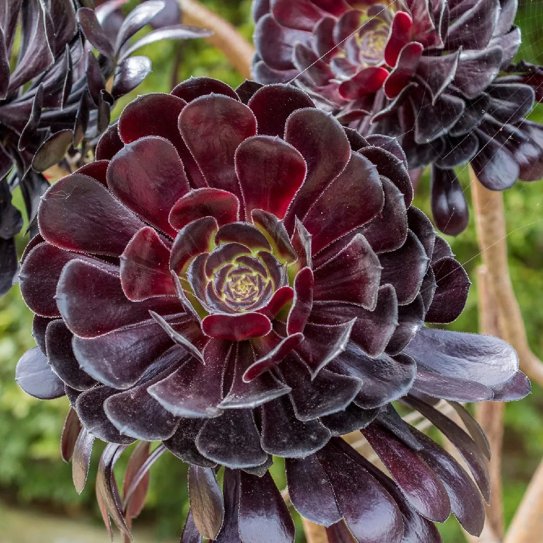 Zwartkop Succulent flower seeds