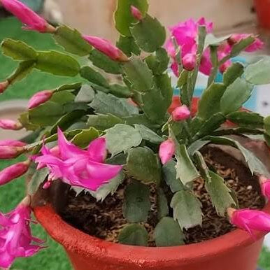 Christmas Zygocactus plant
