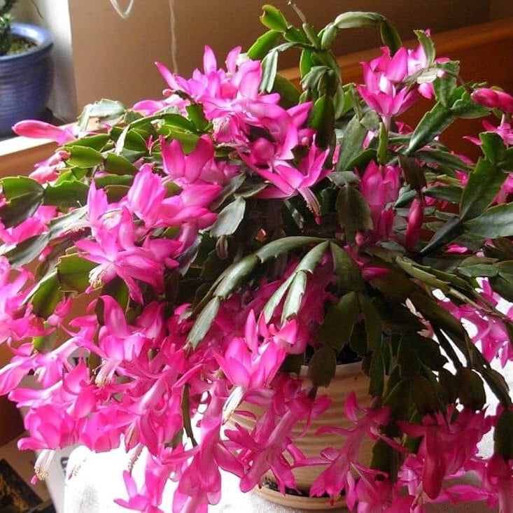 Christmas Zygocactus plant