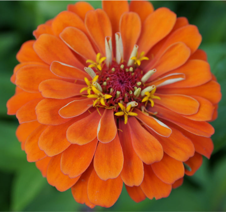 Orange Zinnia flower seeds