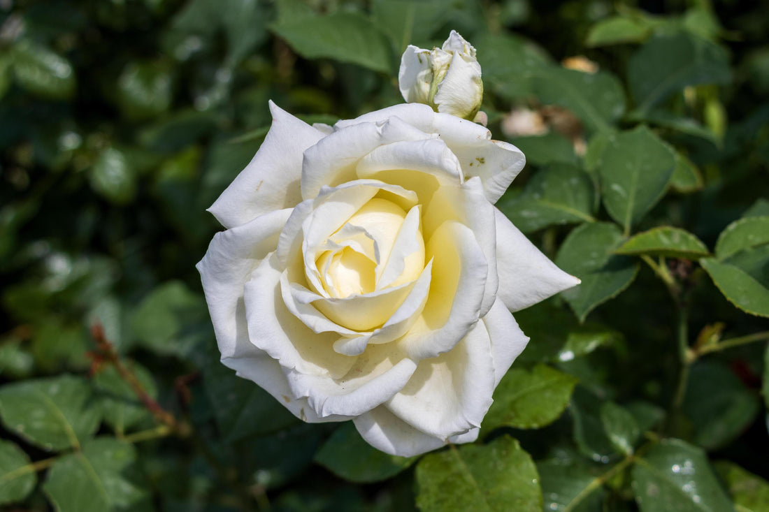 White Holland flower seeds