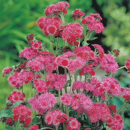 Red Ageratum plant