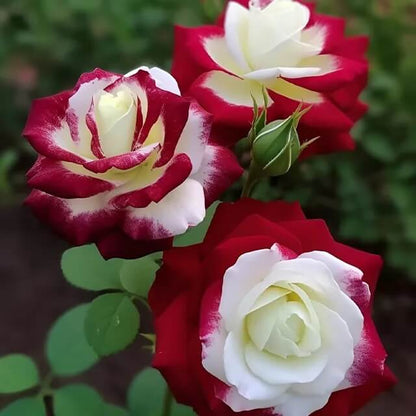 Cream Maroon Rosa plant