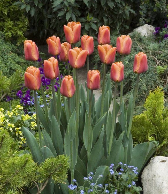 Brown Tulip flower seeds