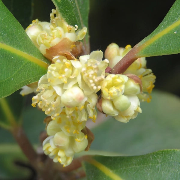 Laurus Nobilis flower seeds