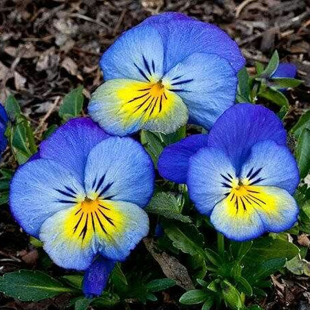 Blue Yellow Pansy plant