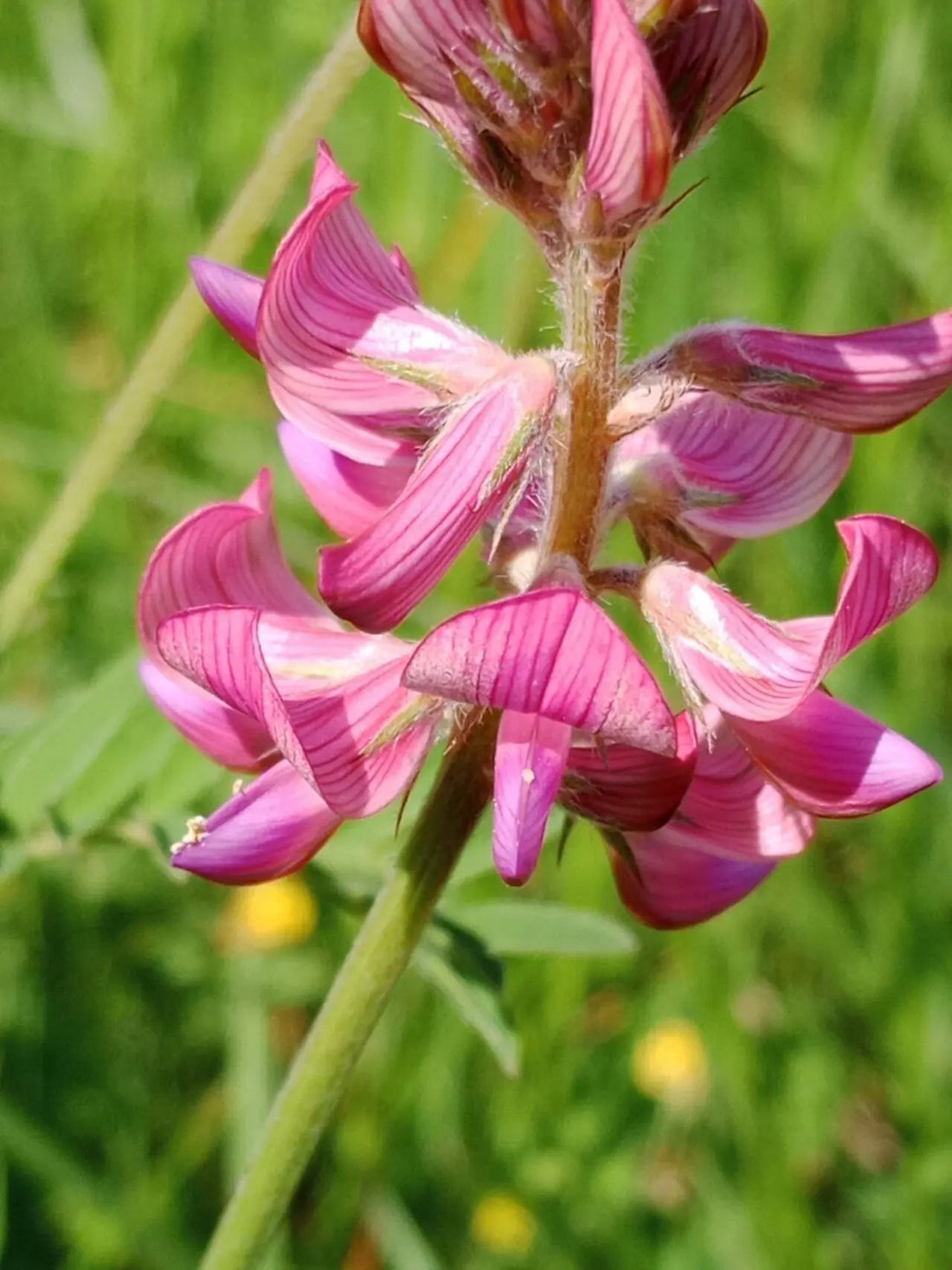 Onobrychis Viciifolia flower seeds