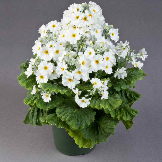 White Primula flower seeds