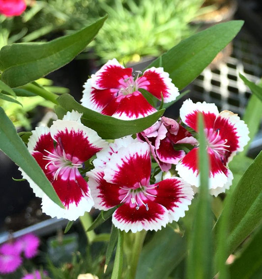 White And flower seeds
