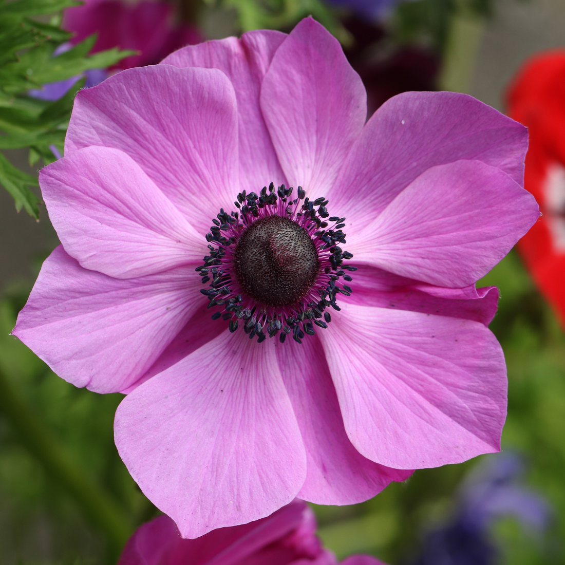 Anemone flower seeds