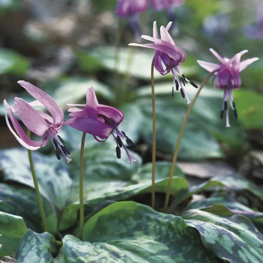 Violet Toothwort flower seeds