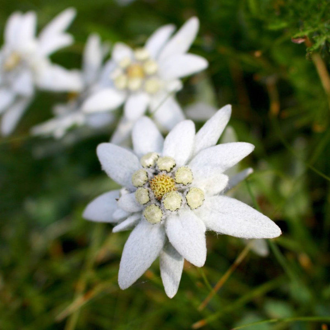 Edelweiss Leontopodium flower seeds