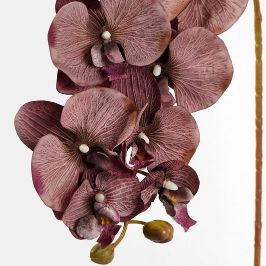 Brown Phalaenopsis flower seeds