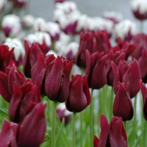 Elegant Maroon Tulip plant