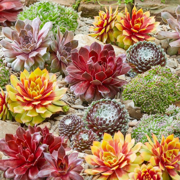 Sempervivum flower seeds