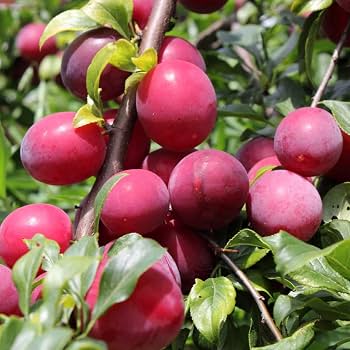 Aashiqui Prunus gentryi fruit seeds for planting and growing a wild cherry tree