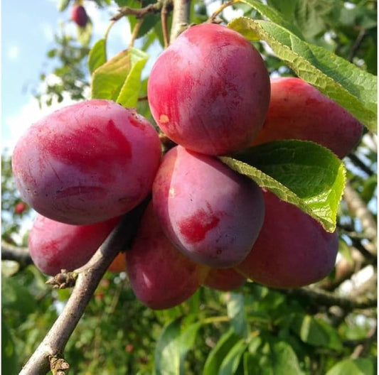 Aashiqui Prunus gentryi fruit seeds for planting and growing a wild cherry tree