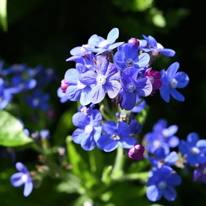 Anchusa Officinalis plant