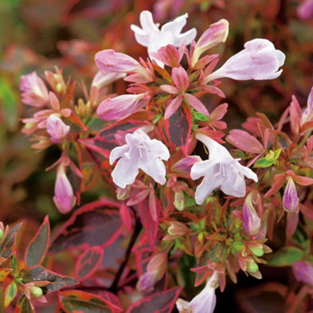 Red Abelia flower seeds