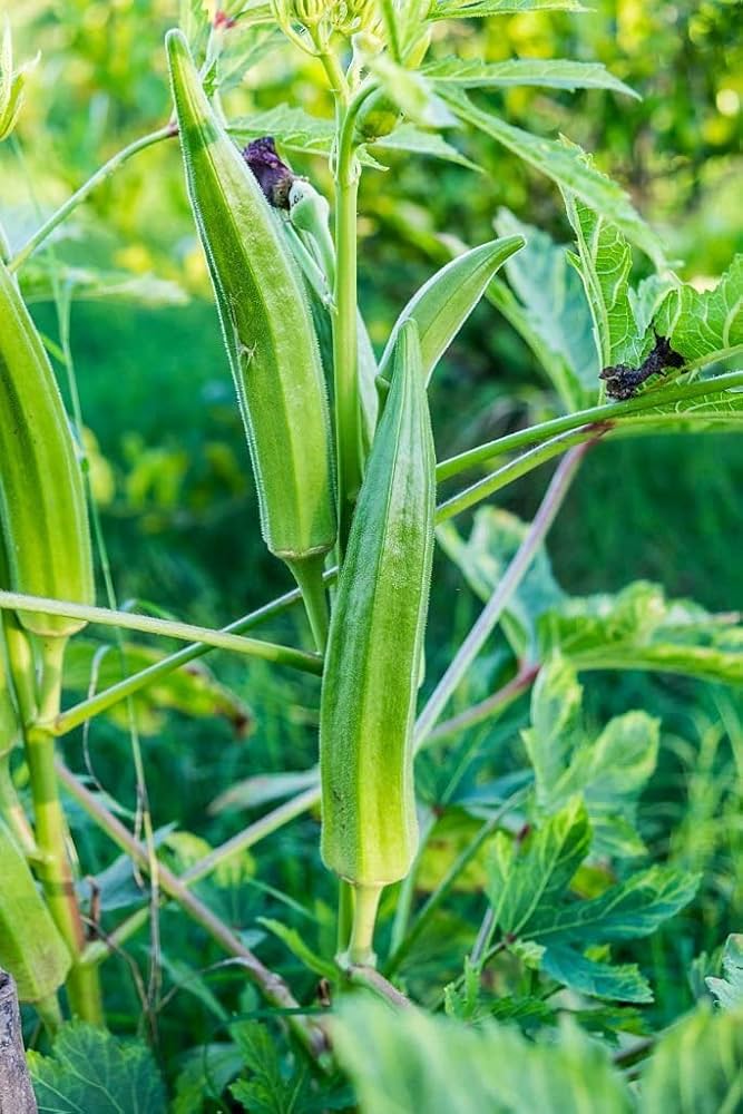 Okra Seeds