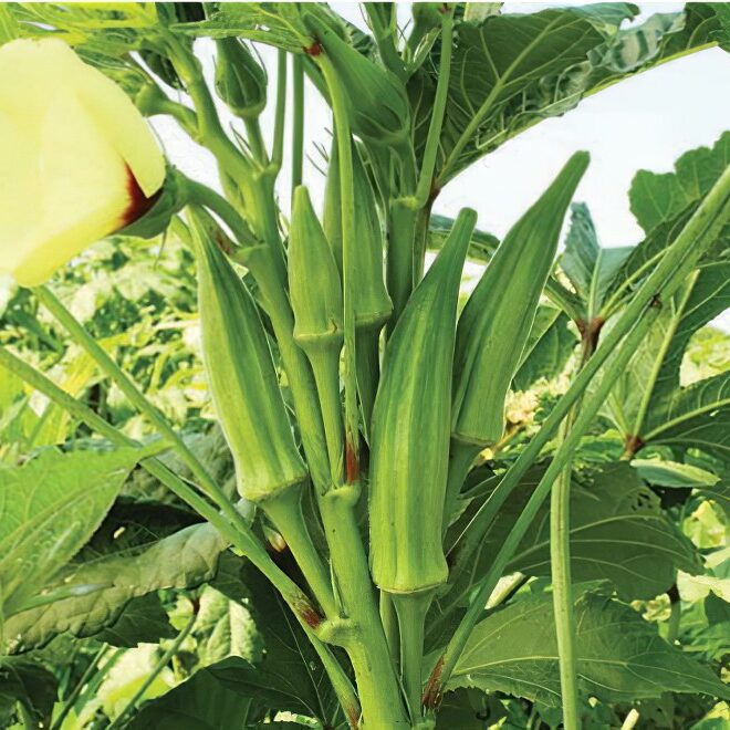 Okra Seeds for Planting – Heirloom Non-GMO Garden Seeds