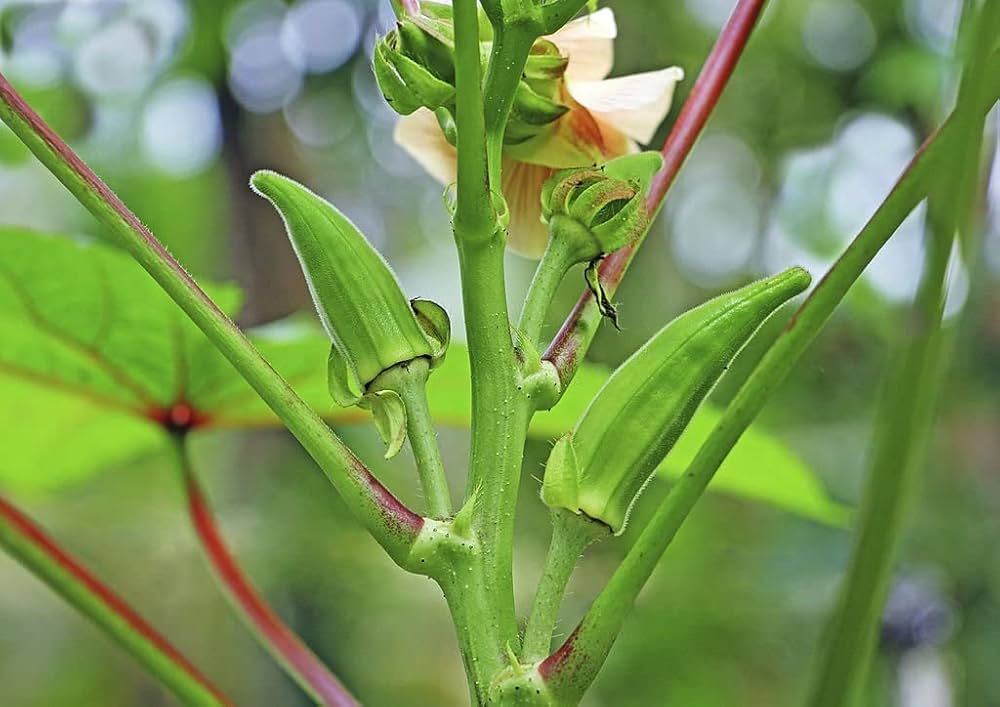 Okra Seeds