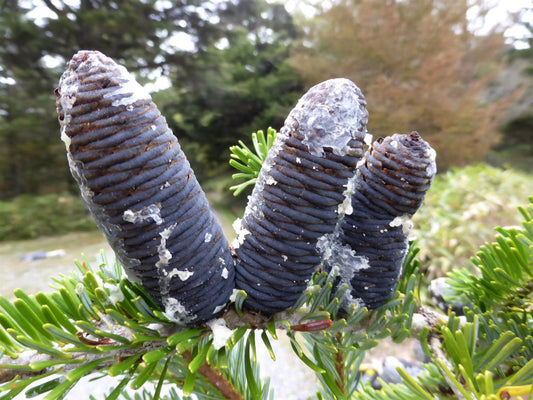 Blue Abies flower seeds
