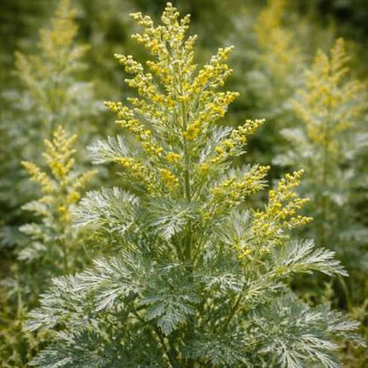 Absinthe Wormwood Silver Foliage