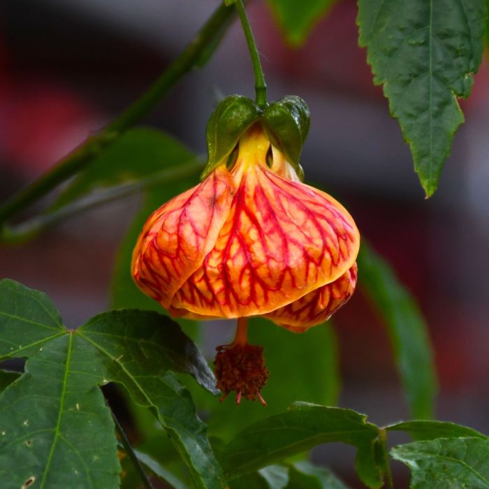 Abutilon Bellevue flower seeds