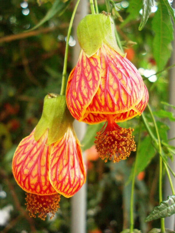 Graines de fleurs d'Abutilon striatum rouge à planter – Semences potagères anciennes non OGM