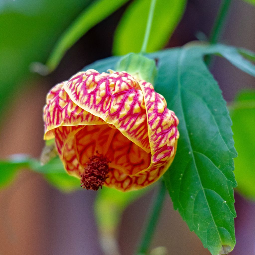 Yellow Red flower seeds