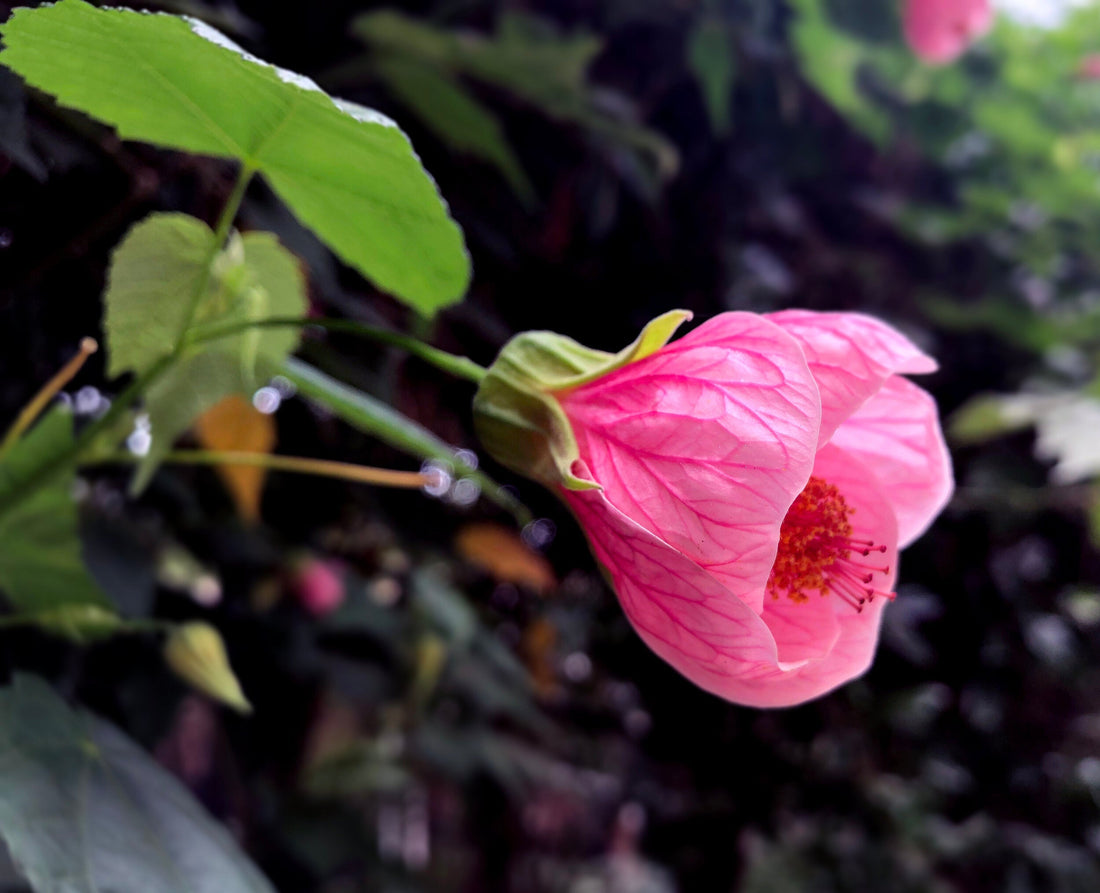 Pink Abutilon flower seeds