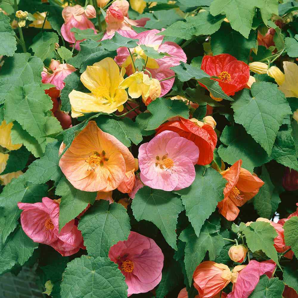 Abutilon Bellvue flower seeds