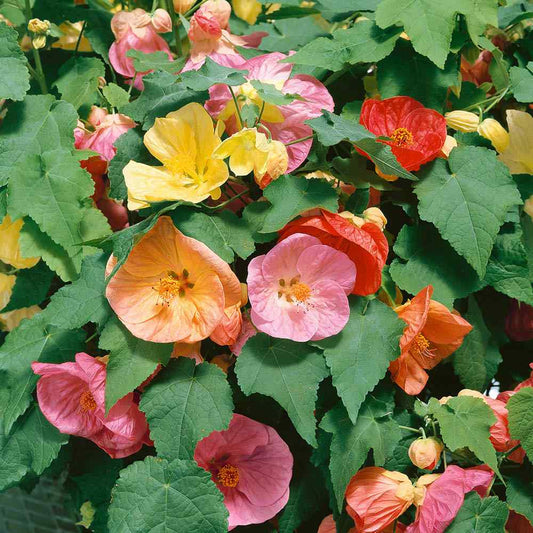 Abutilon Bellvue flower seeds