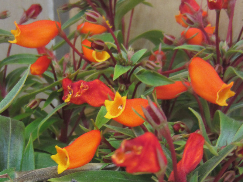 Orange Gloxinia flower seeds