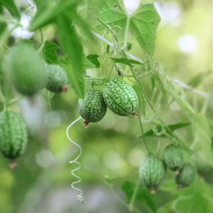 Cucamelon Seeds