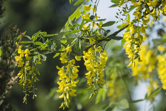 Acacia flower seeds