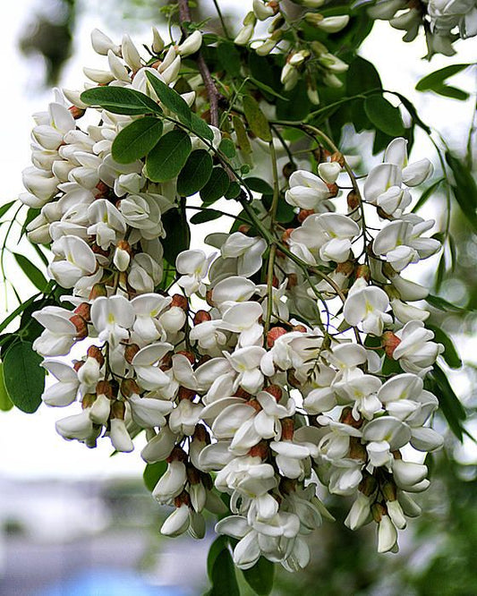 White Acacia flower seeds