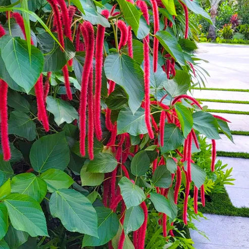 Acalypha Plant flower seeds